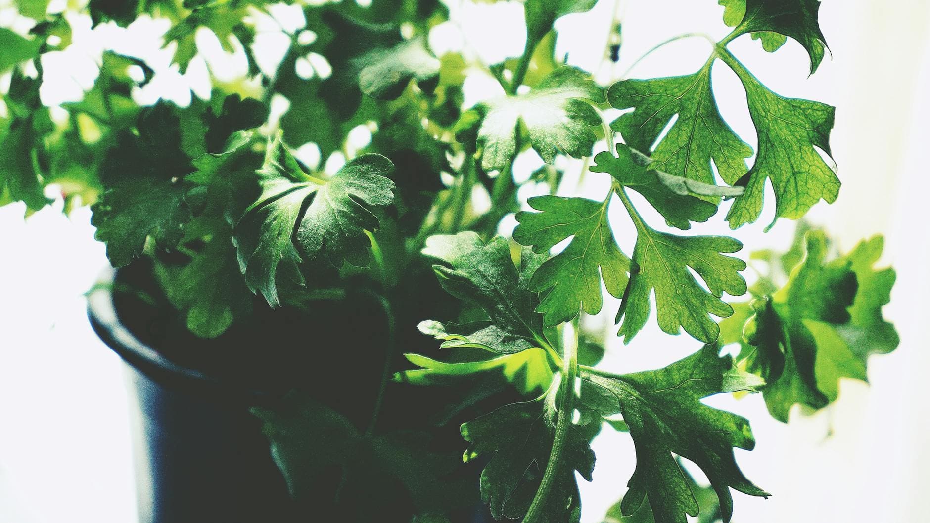 green leafed plant